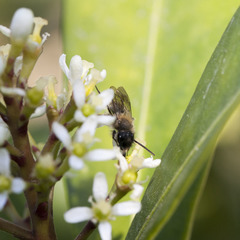 Andrena bicolor