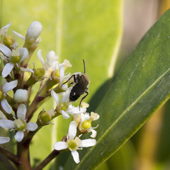 Andrena bicolor