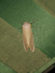 Creatonotos transiens