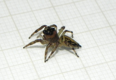 Vinnius subfasciatus