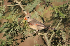 Cardinalis cardinalis mariae