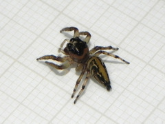 Vinnius subfasciatus