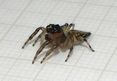 Vinnius subfasciatus