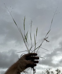 Dichanthelium malacon