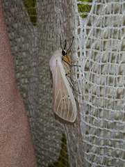 Creatonotos transiens