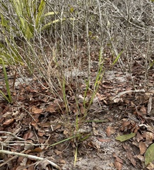 Dichanthelium malacon