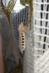 Creatonotos transiens