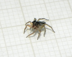 Maeota