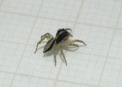 Maeota