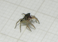 Maeota