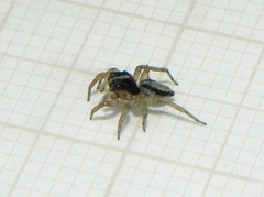 Maeota