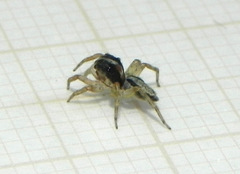 Maeota