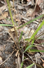 Dichanthelium malacon