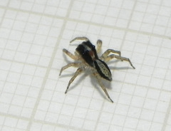 Maeota