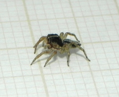 Maeota