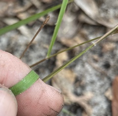 Dichanthelium malacon