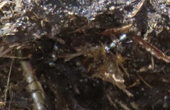 Paratoxopoda