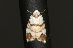 Thallarcha albicollis