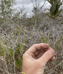 Piptochaetium avenacioides