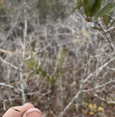 Piptochaetium avenacioides