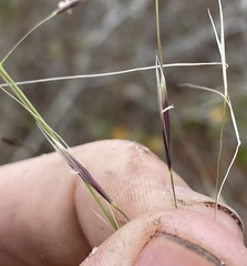 Piptochaetium avenacioides