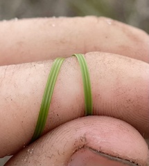 Piptochaetium avenacioides