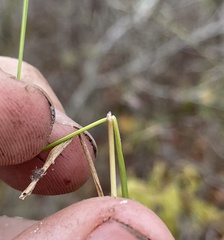 Piptochaetium avenacioides