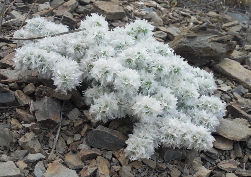 Paronychia capitata