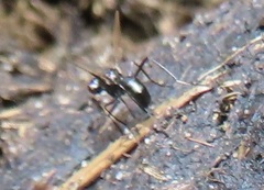 Paratoxopoda