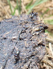 Paratoxopoda