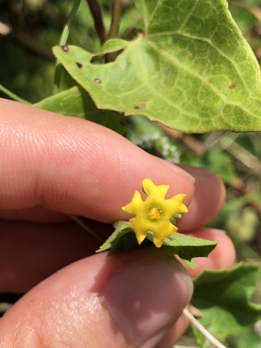 Melothria pendula image