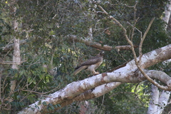 Buteo jamaicensis fumosus