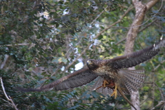 Buteo jamaicensis fumosus