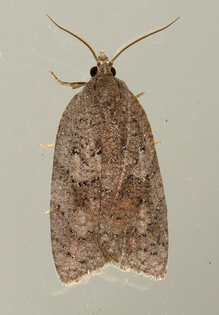 White-lined Leafroller Moth