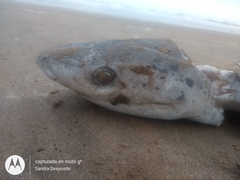 Notorynchus cepedianus