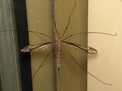 Tipula caloptera