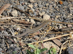 Gallotia atlantica