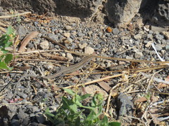 Gallotia atlantica