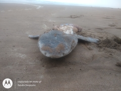 Notorynchus cepedianus