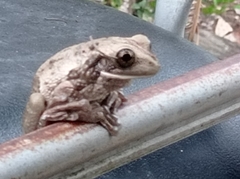 Trachycephalus vermiculatus