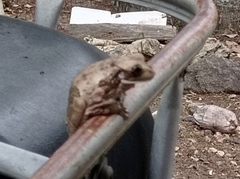 Trachycephalus vermiculatus