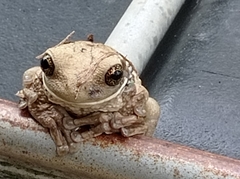 Trachycephalus vermiculatus