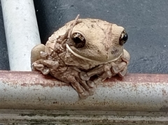 Trachycephalus vermiculatus