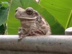 Trachycephalus vermiculatus