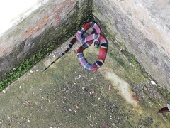 Erythrolamprus pseudocorallus