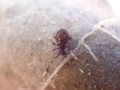 Ptenothrix italica