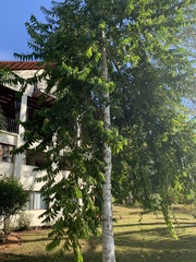 Cananga