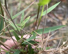 Dichanthelium patulum