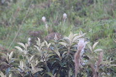 Emberizoides herbicola