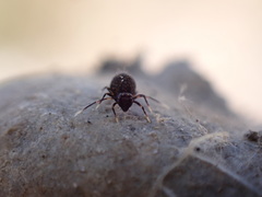Ptenothrix italica